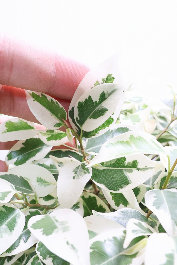 【ベンジャミン】今回がラストの入荷！この幹は見るだけでも価値があります！どうやってこのような形に仕立てたのでしょう？？