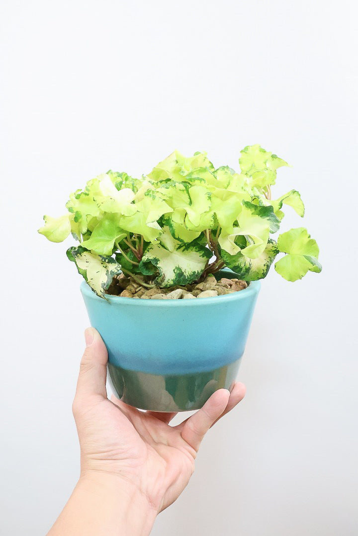 【アイビー ムーンライト】目が覚めるような美しいPOT。フリフリの可愛い葉♪暑さ寒さにとても強く丈夫な観葉植物です！