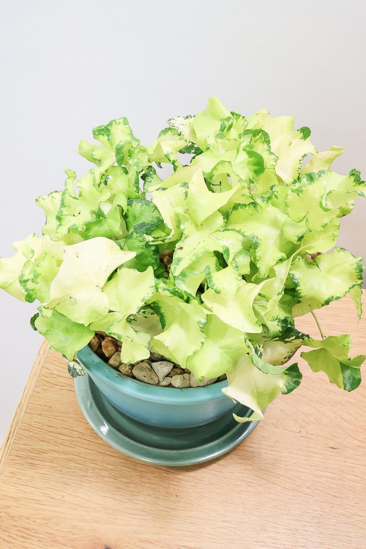 【アイビー ムーンライト】目が覚めるような美しいPOT。フリフリの可愛い葉♪暑さ寒さにとても強く丈夫な観葉植物です！