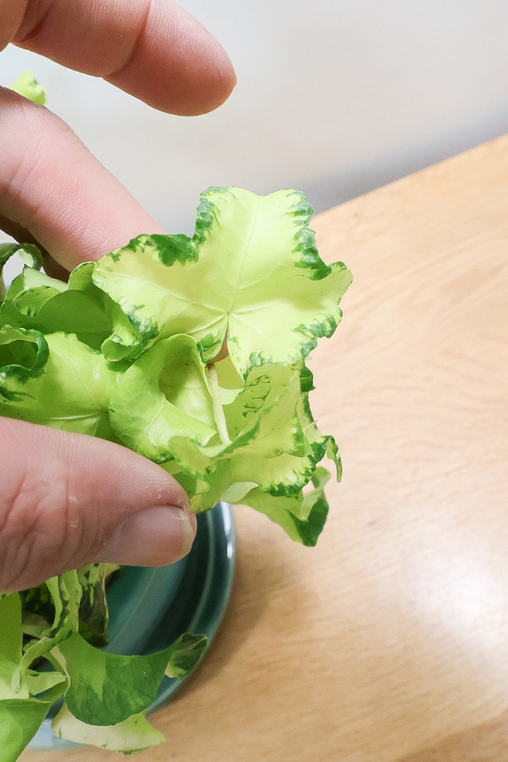 アイビームーンライトTB60886| 観葉植物の通信販売 | APEGO(アペーゴ)