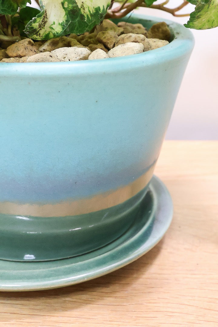 【アイビー ムーンライト】目が覚めるような美しいPOT。フリフリの可愛い葉♪暑さ寒さにとても強く丈夫な観葉植物です！