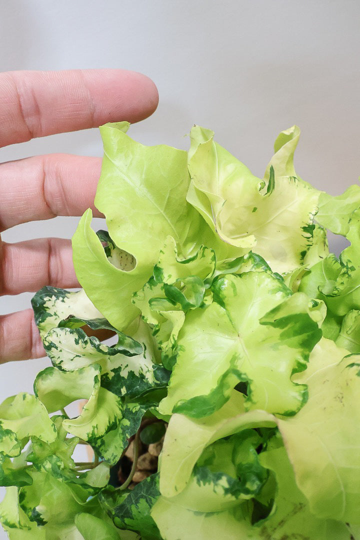 【アイビー ムーンライト】目が覚めるような美しいPOT。フリフリの可愛い葉♪暑さ寒さにとても強く丈夫な観葉植物です！