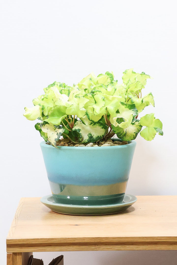 【アイビー ムーンライト】目が覚めるような美しいPOT。フリフリの可愛い葉♪暑さ寒さにとても強く丈夫な観葉植物です！