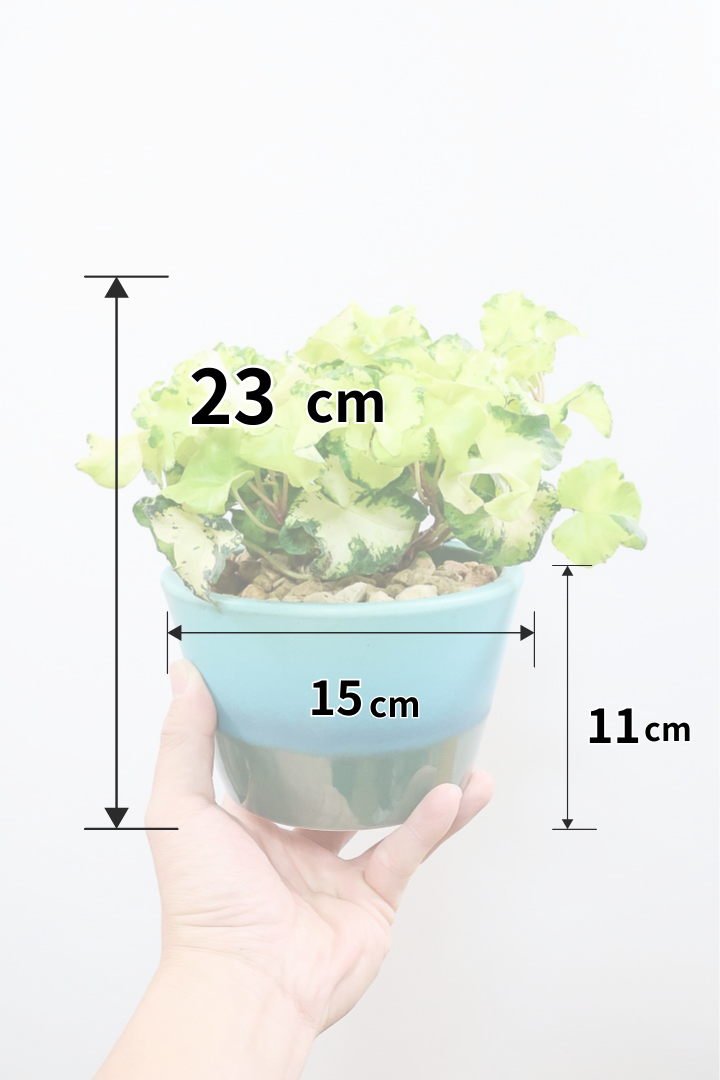 【アイビー ムーンライト】目が覚めるような美しいPOT。フリフリの可愛い葉♪暑さ寒さにとても強く丈夫な観葉植物です！