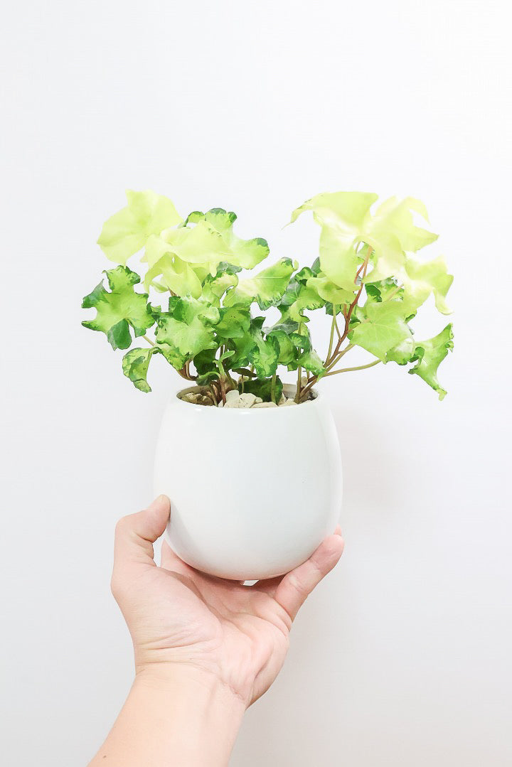 【アイビー ムーンライト】シンプルなホワイトのPOT！フリフリの可愛い葉♪暑さ寒さにとても強く丈夫な観葉植物です！