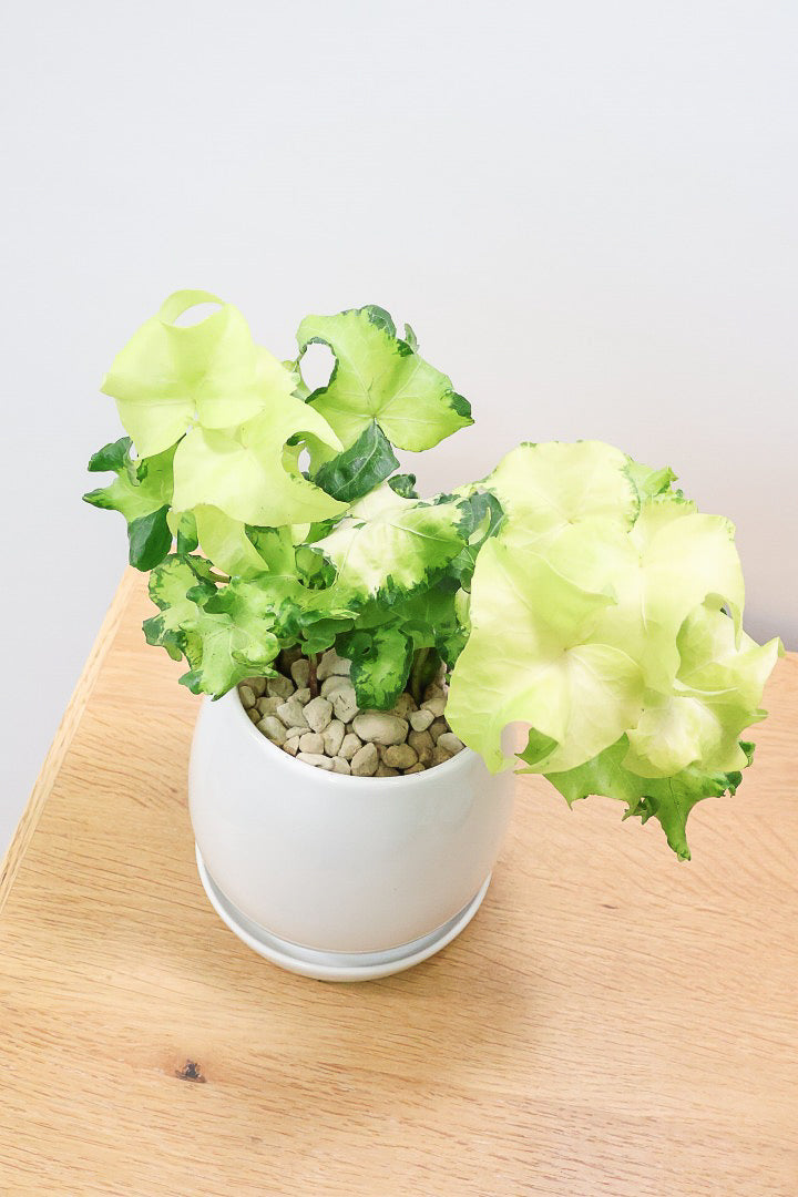 【アイビー ムーンライト】シンプルなホワイトのPOT！フリフリの可愛い葉♪暑さ寒さにとても強く丈夫な観葉植物です！