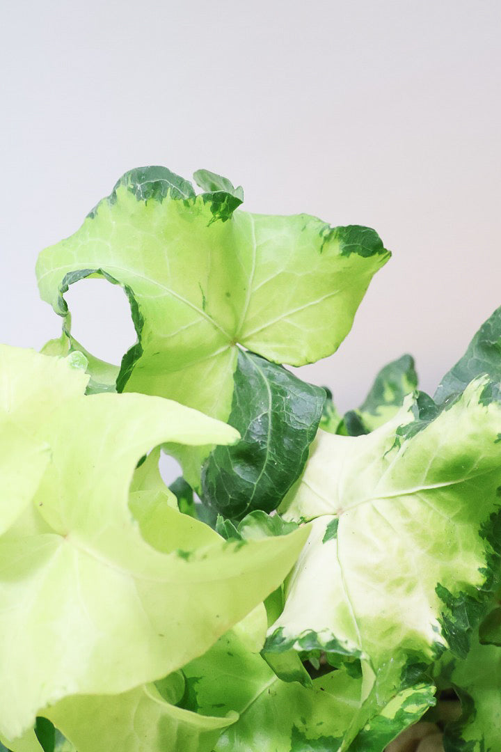 【アイビー ムーンライト】シンプルなホワイトのPOT！フリフリの可愛い葉♪暑さ寒さにとても強く丈夫な観葉植物です！