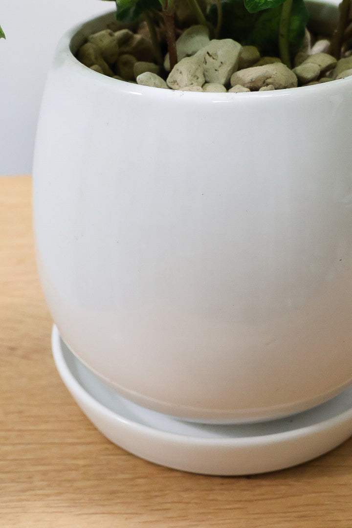 【アイビー ムーンライト】シンプルなホワイトのPOT！フリフリの可愛い葉♪暑さ寒さにとても強く丈夫な観葉植物です！