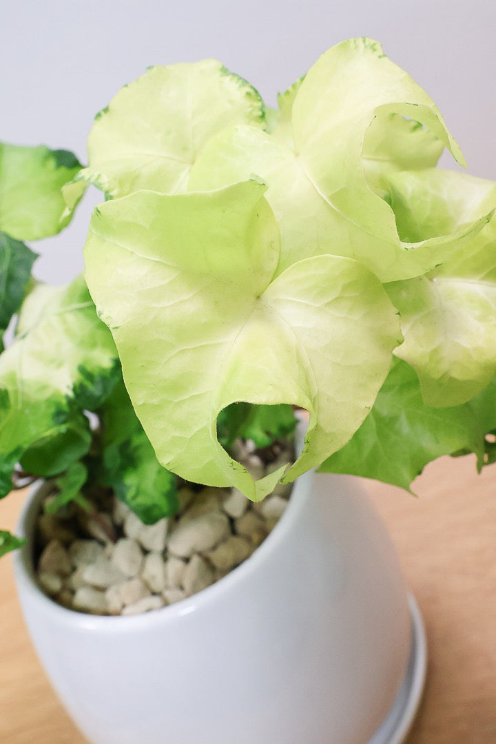 【アイビー ムーンライト】シンプルなホワイトのPOT！フリフリの可愛い葉♪暑さ寒さにとても強く丈夫な観葉植物です！