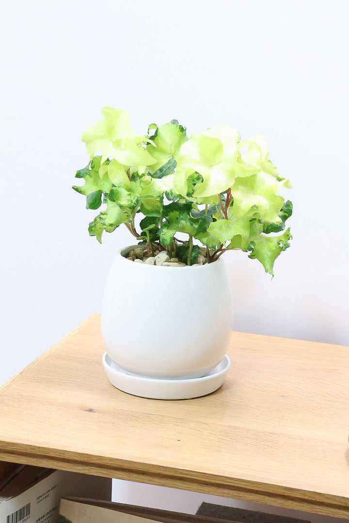 【アイビー ムーンライト】シンプルなホワイトのPOT！フリフリの可愛い葉♪暑さ寒さにとても強く丈夫な観葉植物です！