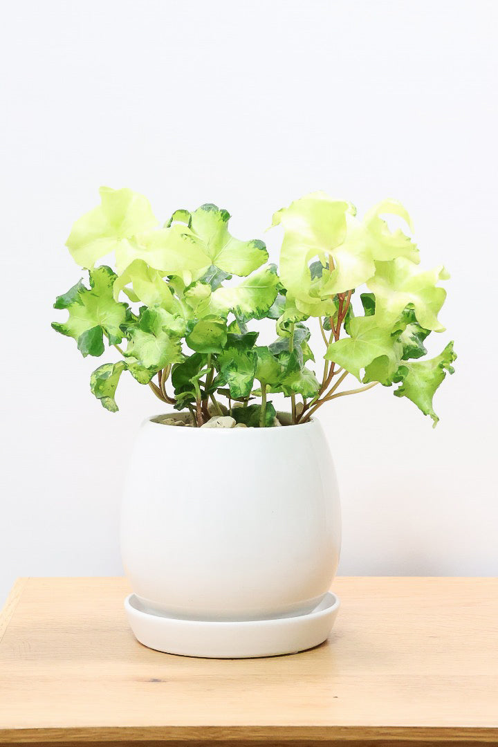 【アイビー ムーンライト】シンプルなホワイトのPOT！フリフリの可愛い葉♪暑さ寒さにとても強く丈夫な観葉植物です！