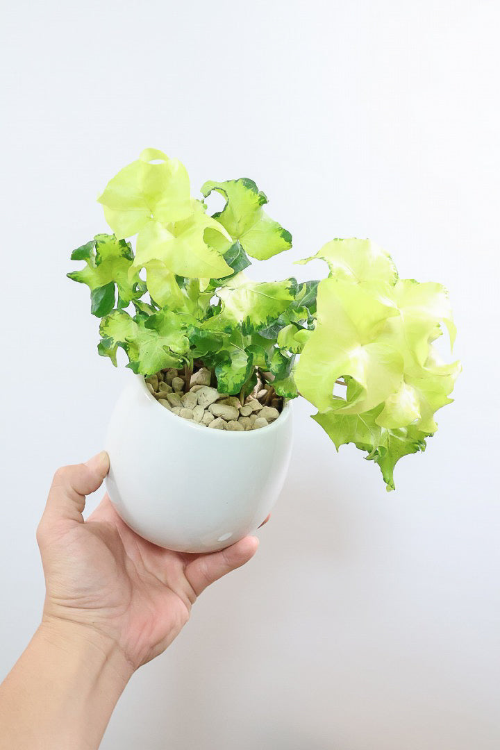 【アイビー ムーンライト】シンプルなホワイトのPOT！フリフリの可愛い葉♪暑さ寒さにとても強く丈夫な観葉植物です！