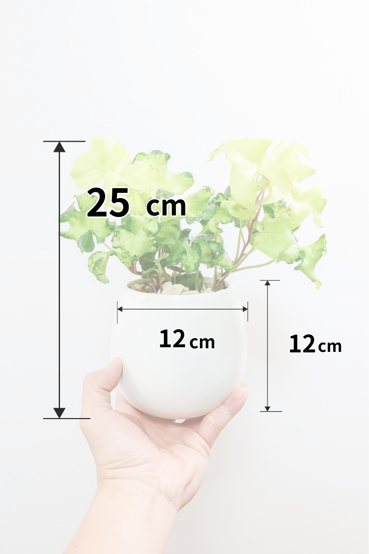 【アイビー ムーンライト】シンプルなホワイトのPOT！フリフリの可愛い葉♪暑さ寒さにとても強く丈夫な観葉植物です！