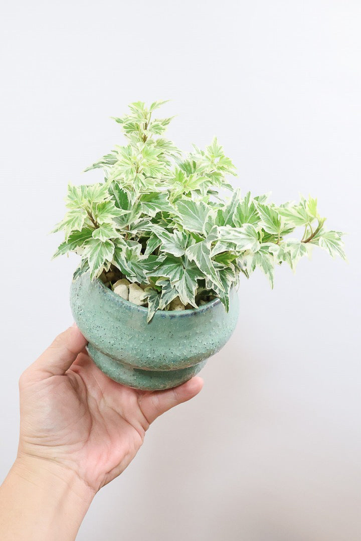 【アイビー リトルスター】とても爽やかで愛くるしい葉♪暑さ寒さにとても強く丈夫な観葉植物です