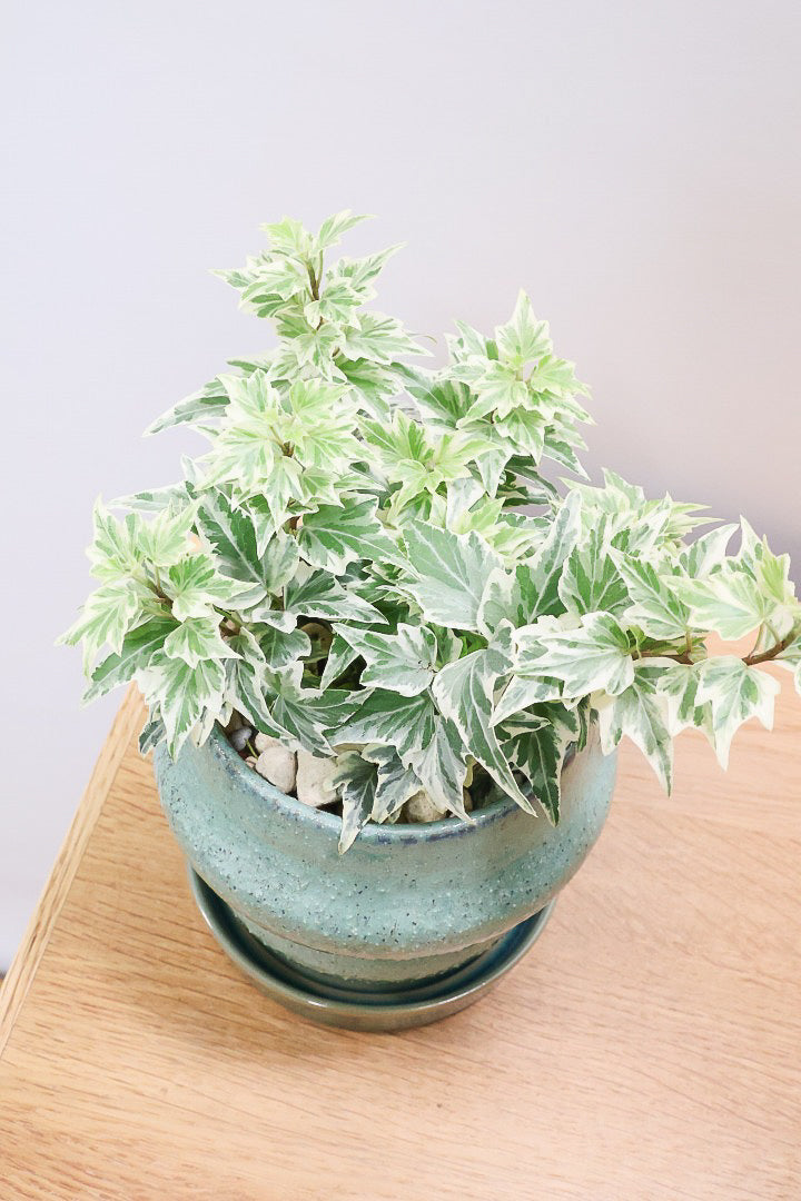 【アイビー リトルスター】とても爽やかで愛くるしい葉♪暑さ寒さにとても強く丈夫な観葉植物です