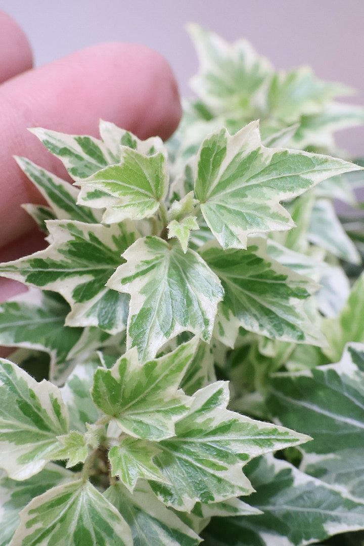 【アイビー リトルスター】とても爽やかで愛くるしい葉♪暑さ寒さにとても強く丈夫な観葉植物です