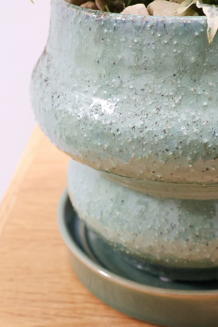 【アイビー リトルスター】とても爽やかで愛くるしい葉♪暑さ寒さにとても強く丈夫な観葉植物です