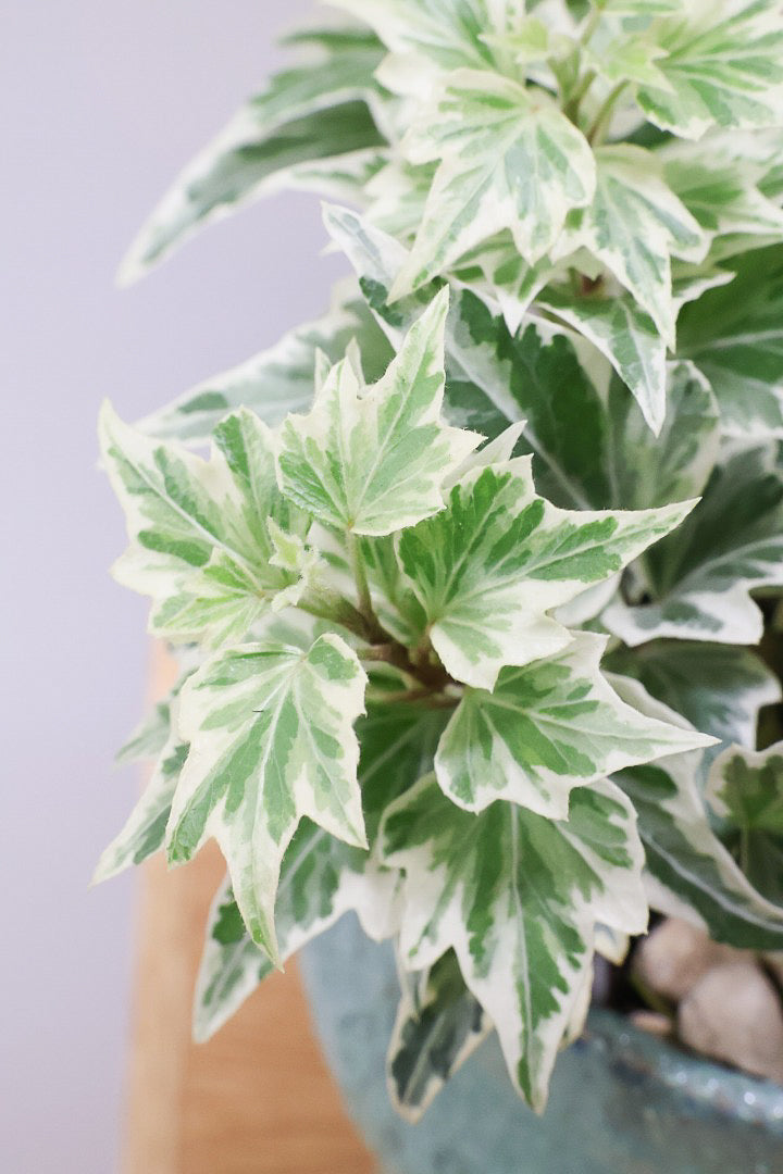 【アイビー リトルスター】とても爽やかで愛くるしい葉♪暑さ寒さにとても強く丈夫な観葉植物です