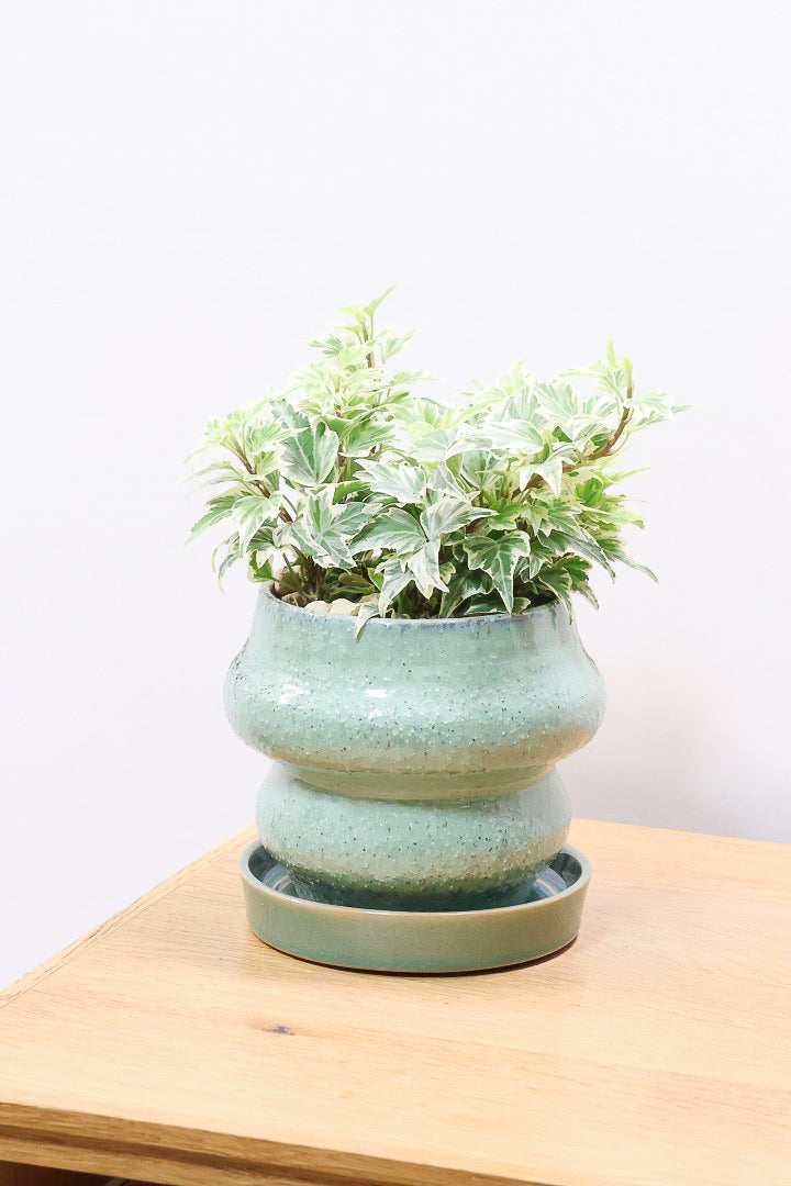 【アイビー リトルスター】とても爽やかで愛くるしい葉♪暑さ寒さにとても強く丈夫な観葉植物です