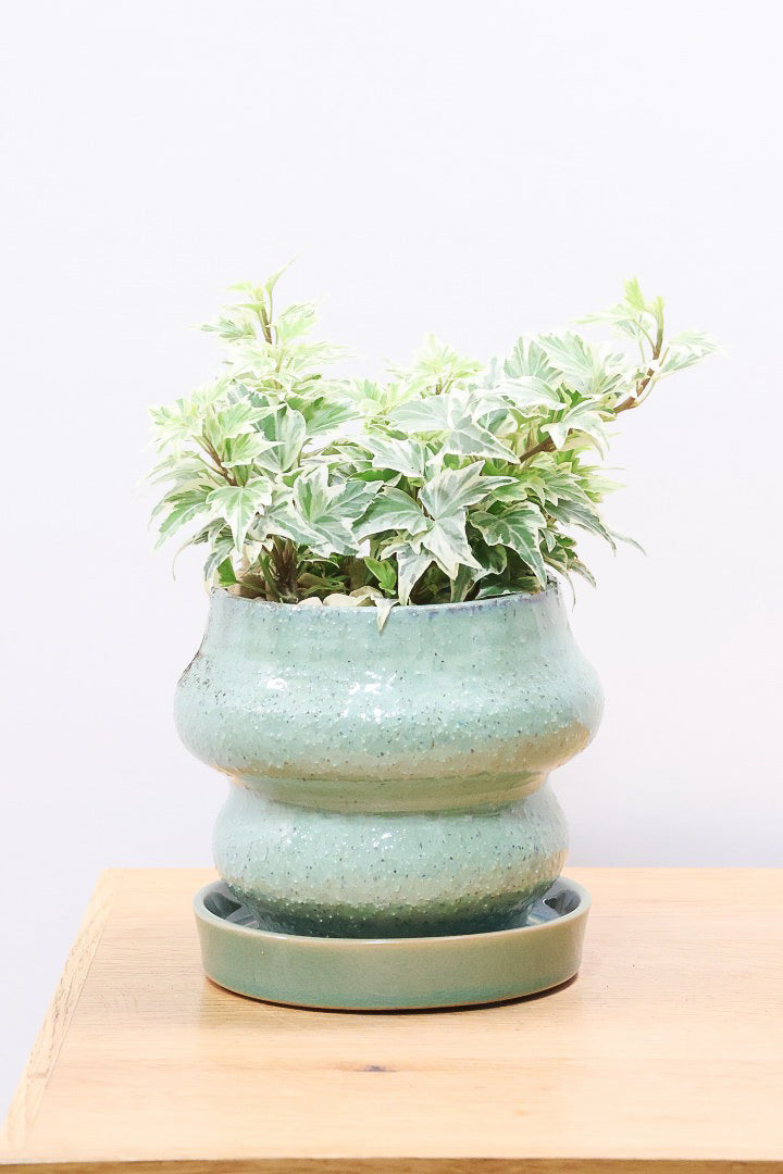 【アイビー リトルスター】とても爽やかで愛くるしい葉♪暑さ寒さにとても強く丈夫な観葉植物です