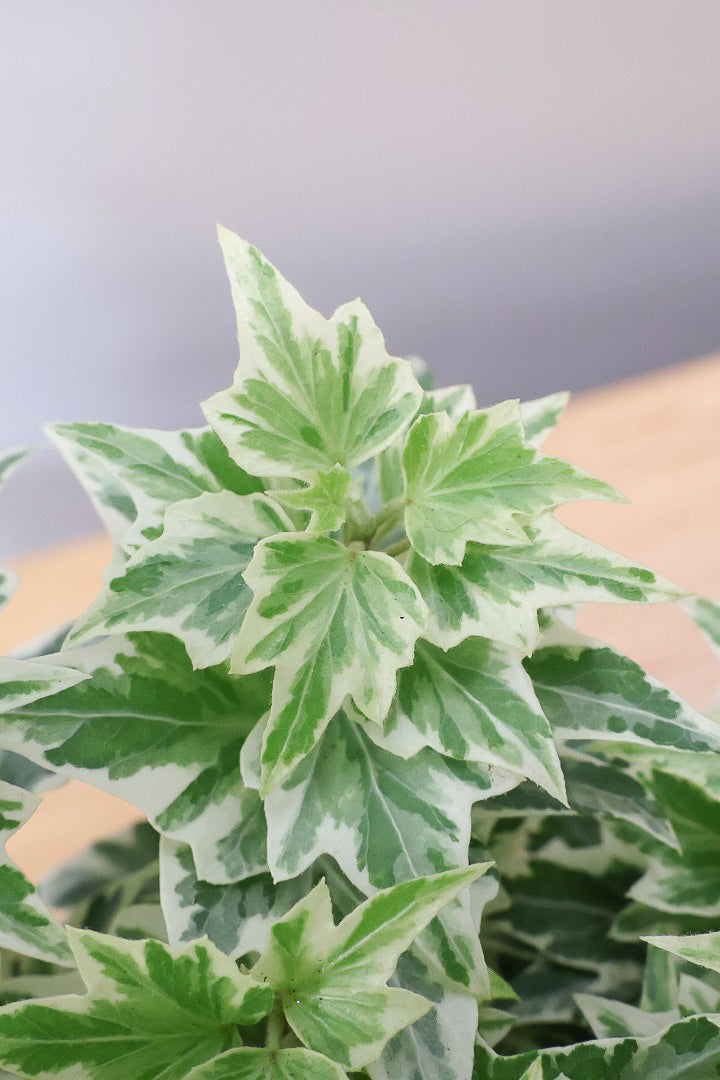 【アイビー リトルスター】とても爽やかで愛くるしい葉♪暑さ寒さにとても強く丈夫な観葉植物です