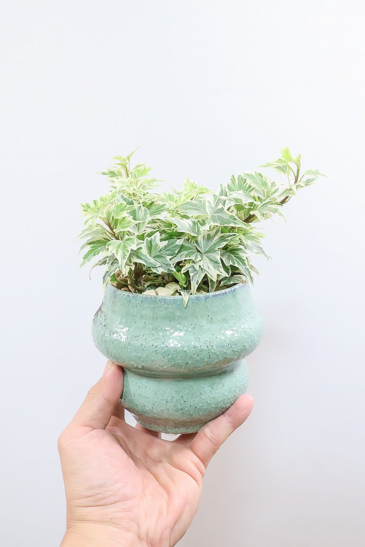 【アイビー リトルスター】とても爽やかで愛くるしい葉♪暑さ寒さにとても強く丈夫な観葉植物です