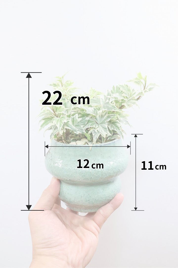 【アイビー リトルスター】とても爽やかで愛くるしい葉♪暑さ寒さにとても強く丈夫な観葉植物です