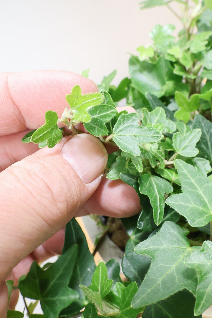 【アイビー ダックフット】葉のフォルムがかわいいAPEGOでは初入荷の品種！アヒルの足のような葉っぱがたまらなくかわいい