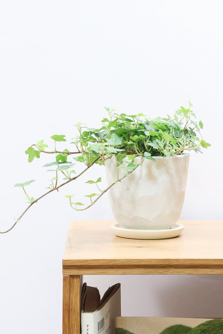 【アイビー ダックフット】葉のフォルムがかわいいAPEGOでは初入荷の品種！アヒルの足のような葉っぱがたまらなくかわいい