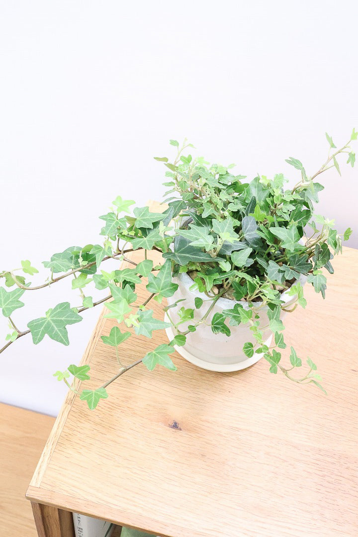 【アイビー ダックフット】葉のフォルムがかわいいAPEGOでは初入荷の品種！アヒルの足のような葉っぱがたまらなくかわいい