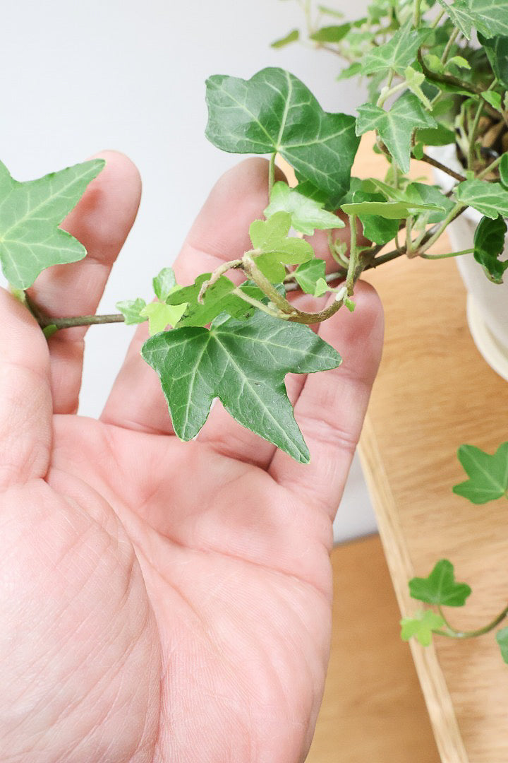 【アイビー ダックフット】葉のフォルムがかわいいAPEGOでは初入荷の品種！アヒルの足のような葉っぱがたまらなくかわいい