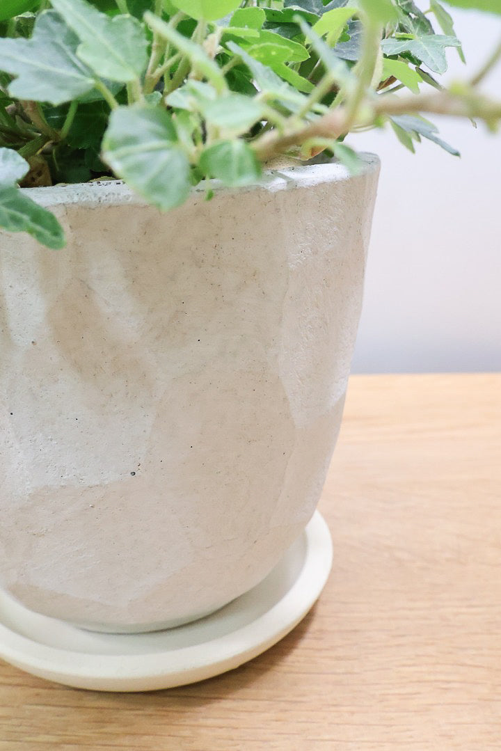 【アイビー ダックフット】葉のフォルムがかわいいAPEGOでは初入荷の品種！アヒルの足のような葉っぱがたまらなくかわいい