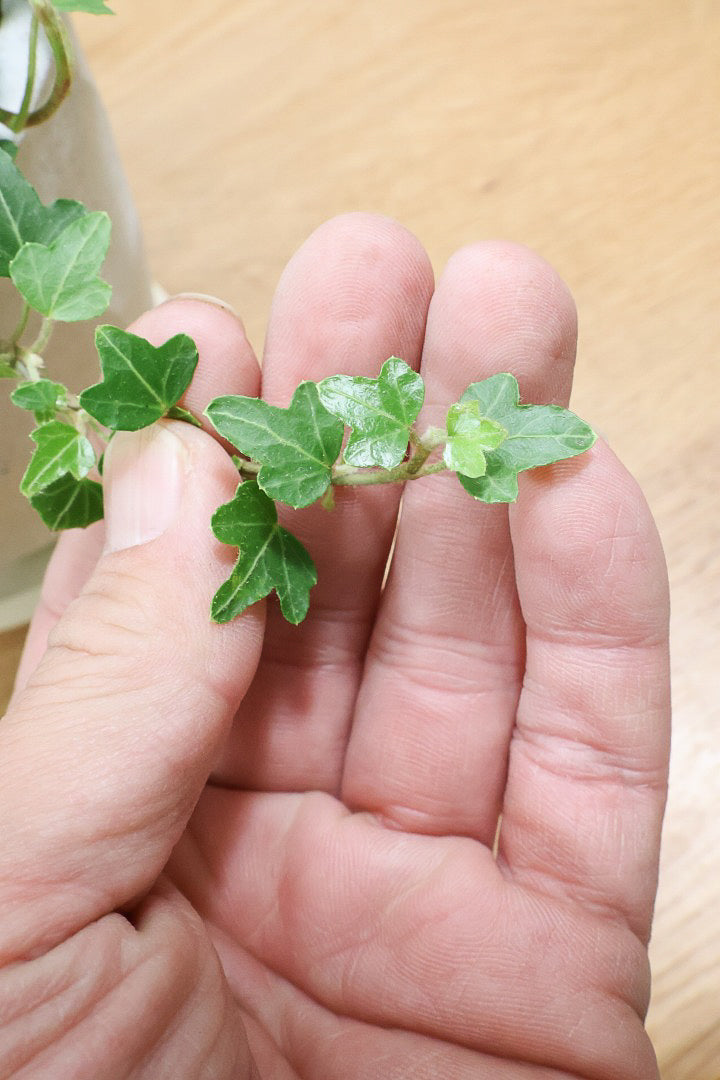 【アイビー ダックフット】葉のフォルムがかわいいAPEGOでは初入荷の品種！アヒルの足のような葉っぱがたまらなくかわいい