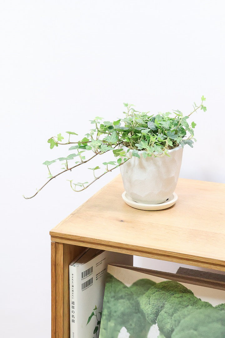 【アイビー ダックフット】葉のフォルムがかわいいAPEGOでは初入荷の品種！アヒルの足のような葉っぱがたまらなくかわいい