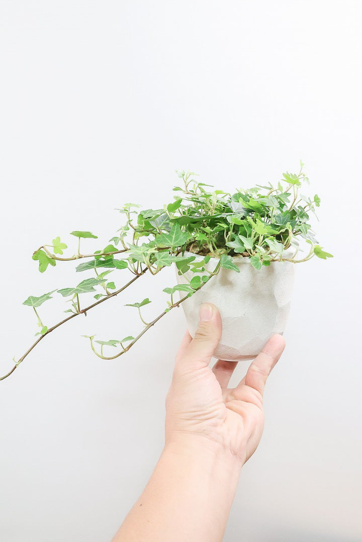 【アイビー ダックフット】葉のフォルムがかわいいAPEGOでは初入荷の品種！アヒルの足のような葉っぱがたまらなくかわいい