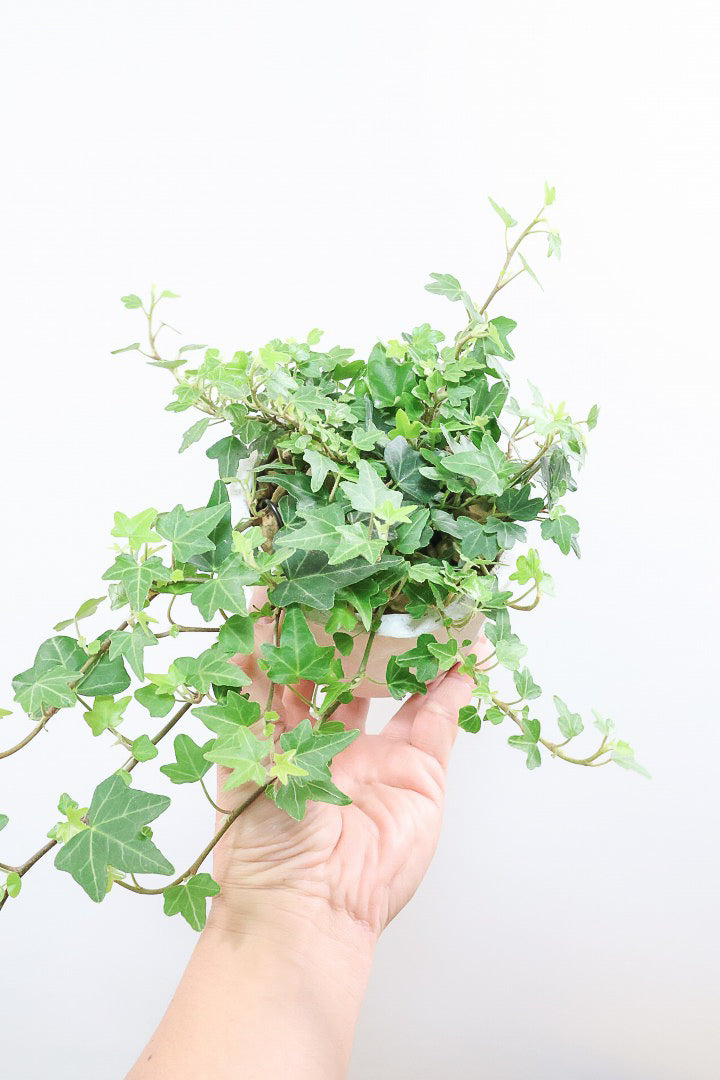 【アイビー ダックフット】葉のフォルムがかわいいAPEGOでは初入荷の品種！アヒルの足のような葉っぱがたまらなくかわいい