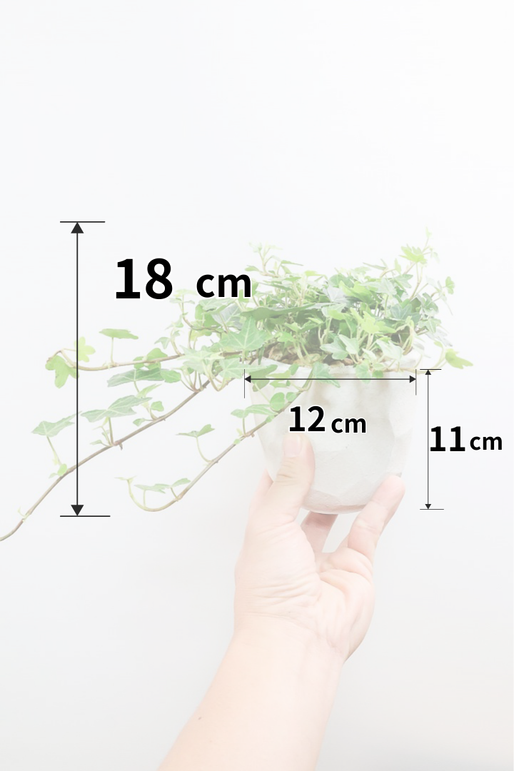 【アイビー ダックフット】葉のフォルムがかわいいAPEGOでは初入荷の品種！アヒルの足のような葉っぱがたまらなくかわいい