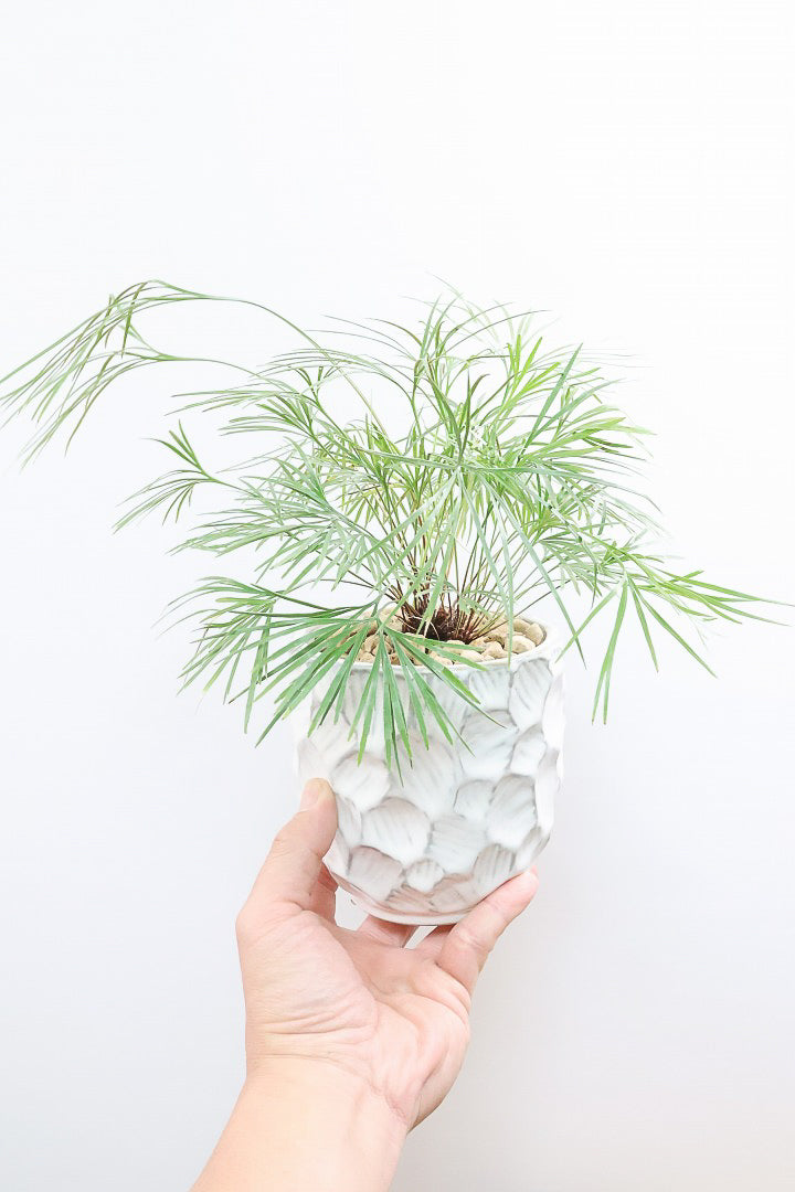 【アクティニオプテリス オーストラリス】シャープな葉っぱがとってもかわいい♪日陰にもとても強く育てやすい観葉植物です！