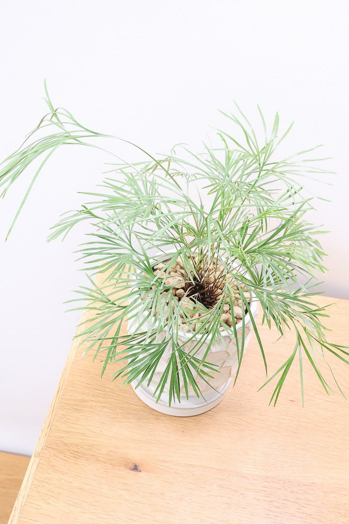 【アクティニオプテリス オーストラリス】シャープな葉っぱがとってもかわいい♪日陰にもとても強く育てやすい観葉植物です！