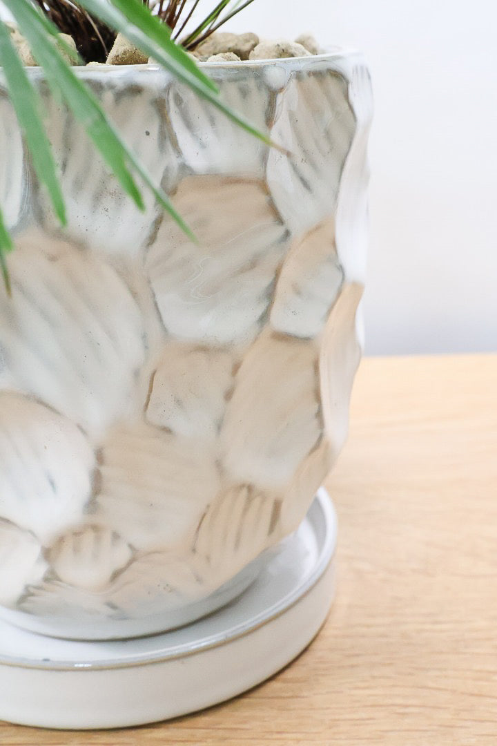 【アクティニオプテリス オーストラリス】シャープな葉っぱがとってもかわいい♪日陰にもとても強く育てやすい観葉植物です！