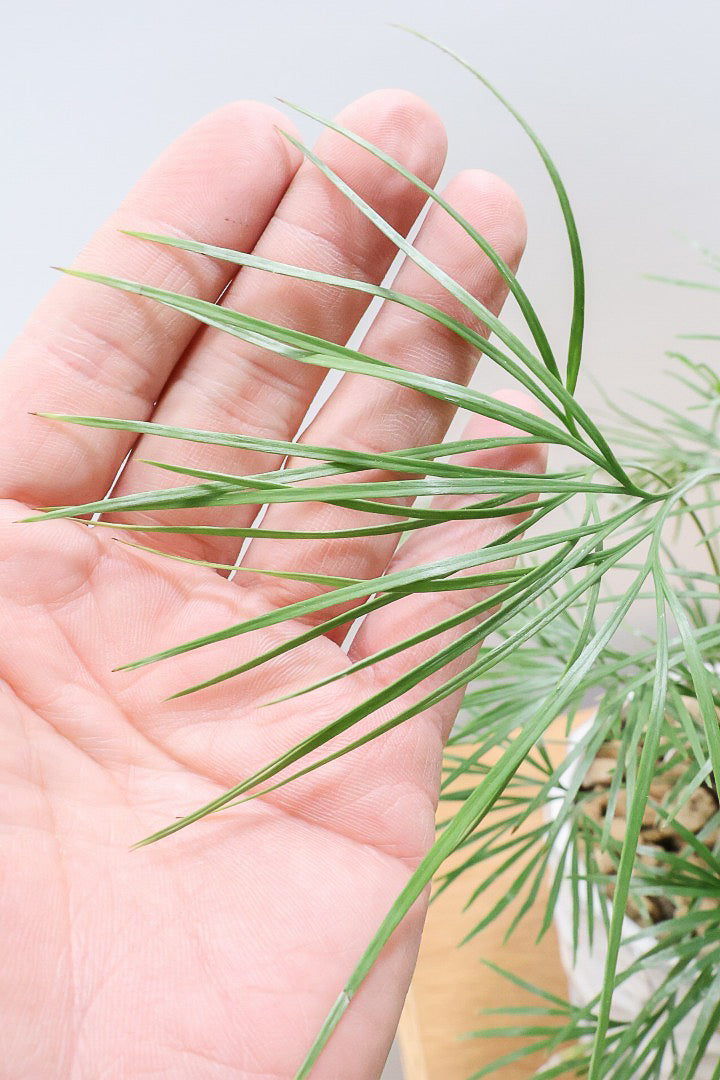 【アクティニオプテリス オーストラリス】シャープな葉っぱがとってもかわいい♪日陰にもとても強く育てやすい観葉植物です！