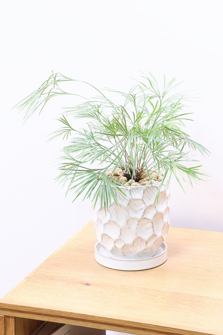 【アクティニオプテリス オーストラリス】シャープな葉っぱがとってもかわいい♪日陰にもとても強く育てやすい観葉植物です！