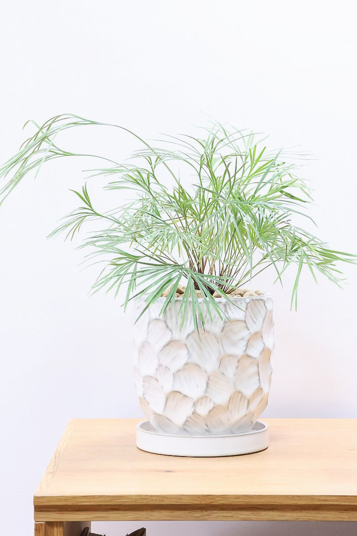 【アクティニオプテリス オーストラリス】シャープな葉っぱがとってもかわいい♪日陰にもとても強く育てやすい観葉植物です！