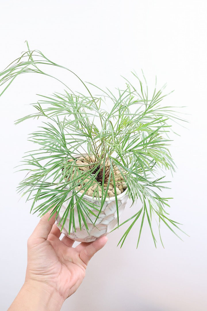 アクティニオプテリス オーストラリスCW60890| 観葉植物の通信販売