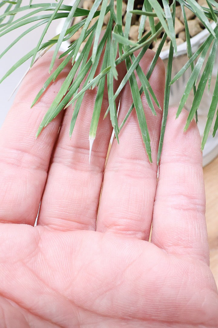 【アクティニオプテリス オーストラリス】シャープな葉っぱがとってもかわいい♪日陰にもとても強く育てやすい観葉植物です！