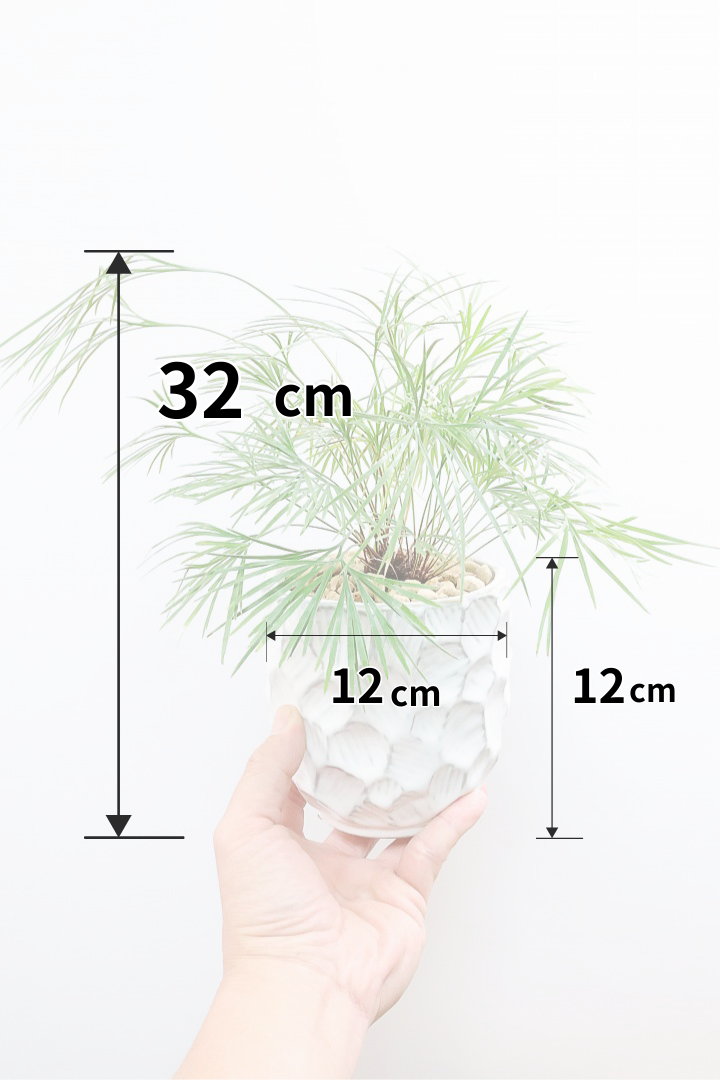 【アクティニオプテリス オーストラリス】シャープな葉っぱがとってもかわいい♪日陰にもとても強く育てやすい観葉植物です！