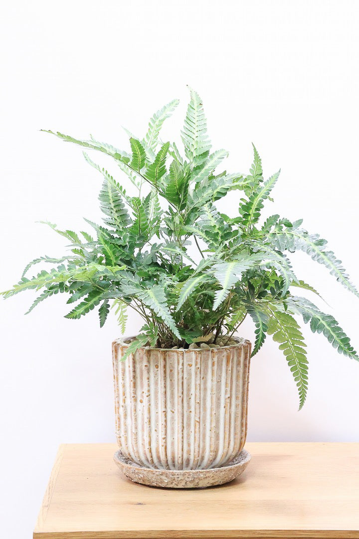 【ルモーラ アディアンティフォルミス】日陰に強いシダ系の観葉植物。葉の模様に思わず見惚れてしまうほどの美しさです！