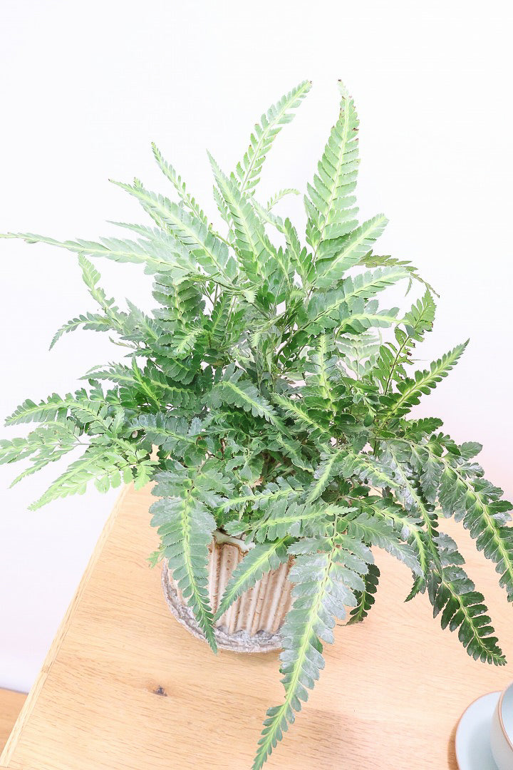 【ルモーラ アディアンティフォルミス】日陰に強いシダ系の観葉植物。葉の模様に思わず見惚れてしまうほどの美しさです！