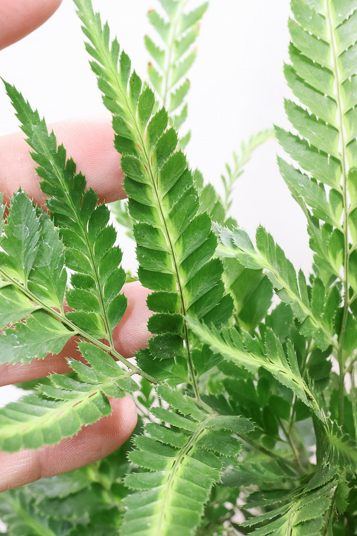 【ルモーラ アディアンティフォルミス】日陰に強いシダ系の観葉植物。葉の模様に思わず見惚れてしまうほどの美しさです！