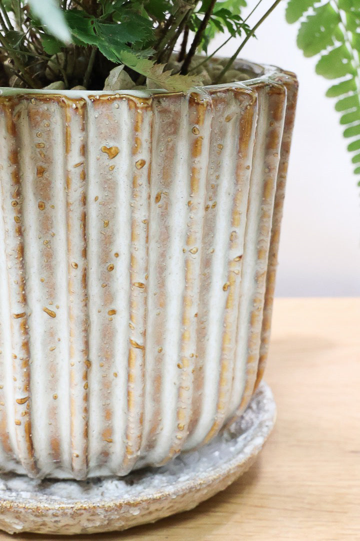 【ルモーラ アディアンティフォルミス】日陰に強いシダ系の観葉植物。葉の模様に思わず見惚れてしまうほどの美しさです！